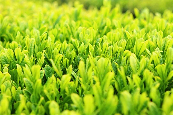 【蛇植の水やりのしすぎ】葉っぱが黄色くなったら要注意！5つのサイン