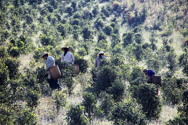 春の球根の葉っぱ問題を解決！多年草で隠すコツ