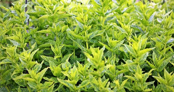 冬に剪定してはいけない植物とは？理由と正しい剪定時期を解説