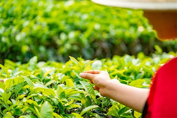 発芽率を上げる種子の正しい水やり、プロが教える3つのコツ